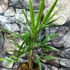 Kép 4/8 - Trachycarpus fortunei, kínai kenderpálma