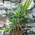 Kép 1/8 - Trachycarpus fortunei, kínai kenderpálma