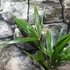 Kép 6/8 - Trachycarpus fortunei, kínai kenderpálma
