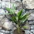 Kép 7/8 - Trachycarpus fortunei, kínai kenderpálma
