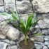 Kép 8/8 - Trachycarpus fortunei, kínai kenderpálma