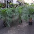 Kép 2/12 - Phoenix roebelenii - Törpe datolyapálma