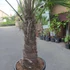 Kép 3/7 - Trachycarpus fortunei, kínai kenderpálma
