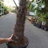 Kép 4/7 - Trachycarpus fortunei, kínai kenderpálma