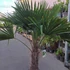 Kép 5/7 - Trachycarpus fortunei, kínai kenderpálma