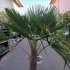 Kép 2/7 - Trachycarpus fortunei, kínai kenderpálma