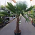 Kép 1/7 - Trachycarpus fortunei, kínai kenderpálma