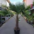 Kép 6/7 - Trachycarpus fortunei, kínai kenderpálma