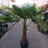 Kép 7/7 - Trachycarpus fortunei, kínai kenderpálma