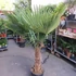 Kép 1/6 - Trachycarpus fortunei, kínai kenderpálma