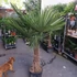Kép 2/6 - Trachycarpus fortunei, kínai kenderpálma