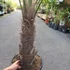 Kép 3/6 - Trachycarpus fortunei, kínai kenderpálma