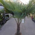 Kép 4/6 - Trachycarpus fortunei, kínai kenderpálma