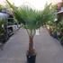 Kép 5/6 - Trachycarpus fortunei, kínai kenderpálma