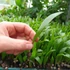 Kép 2/7 - Trachycarpus fortunei - kínai kenderpálma saját szaporítású magonc