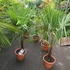 Kép 6/10 - Trachycarpus fortunei - kínai kenderpálma