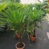 Kép 4/10 - Trachycarpus fortunei - kínai kenderpálma
