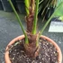 Kép 7/10 - Trachycarpus fortunei - kínai kenderpálma