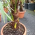 Kép 8/10 - Trachycarpus fortunei - kínai kenderpálma