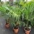 Kép 3/10 - Trachycarpus fortunei - kínai kenderpálma