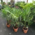 Kép 5/10 - Trachycarpus fortunei - kínai kenderpálma