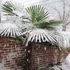 Kép 1/10 - Trachycarpus fortunei - kínai kenderpálma