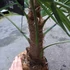 Kép 9/10 - Trachycarpus fortunei - kínai kenderpálma
