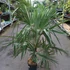 Kép 10/10 - Trachycarpus fortunei - kínai kenderpálma
