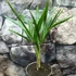 Kép 5/10 - Trachycarpus fortunei - kínai kenderpálma magyar termesztőtől (1 töves)