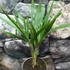Kép 2/10 - Trachycarpus fortunei - kínai kenderpálma magyar termesztőtől (1 töves)