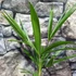 Kép 8/10 - Trachycarpus fortunei - kínai kenderpálma magyar termesztőtől (1 töves)