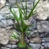 Kép 3/10 - Trachycarpus fortunei - kínai kenderpálma magyar termesztőtől (1 töves)