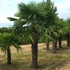 Kép 1/10 - Trachycarpus fortunei - kínai kenderpálma magyar termesztőtől (1 töves)