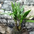 Kép 5/10 - Trachycarpus fortunei - kínai kenderpálma magyar termesztőtől (2 töves)