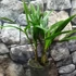 Kép 6/10 - Trachycarpus fortunei - kínai kenderpálma magyar termesztőtől (2 töves)