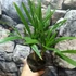 Kép 3/10 - Trachycarpus fortunei - kínai kenderpálma magyar termesztőtől (2 töves)