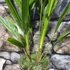 Kép 8/10 - Trachycarpus fortunei - kínai kenderpálma magyar termesztőtől (2 töves)