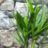 Kép 9/10 - Trachycarpus fortunei - kínai kenderpálma magyar termesztőtől (2 töves)