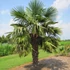 Kép 1/10 - Trachycarpus fortunei - kínai kenderpálma magyar termesztőtől (2 töves)