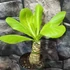 Kép 2/17 - Brighamia Insignis (hawaii pálma)