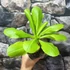 Kép 4/17 - Brighamia Insignis (hawaii pálma)
