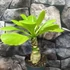 Kép 3/17 - Brighamia Insignis (hawaii pálma)