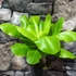 Kép 5/14 - Brighamia Insignis (hawaii pálma)