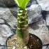 Kép 12/14 - Brighamia Insignis (hawaii pálma)