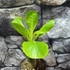 Kép 13/14 - Brighamia Insignis (hawaii pálma)