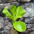 Kép 11/14 - Brighamia Insignis (hawaii pálma)