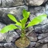 Kép 14/14 - Brighamia Insignis (hawaii pálma)