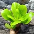 Kép 10/14 - Brighamia Insignis (hawaii pálma)