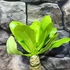 Kép 8/14 - Brighamia Insignis (hawaii pálma)