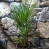 Kép 1/8 - Chamaerops humilis - törpe lószőrpálma